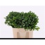 product/img.floraplaza.nl/LPITI60-LIVE_fotos-0x83280B974F2B59CB4FC3A83D90E0A43AC0681C19.jpg
