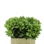 product/img.floraplaza.nl/LPITI60-LIVE_fotos-0xFEC3C96C4FED4110F9BD5373486182C7A7AF0D31.jpg