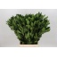product/img.floraplaza.nl/LPITNUR55-LIVE_fotos-0xADC0BF5C21B5B2318CBC18E327A1D1FBE5FEAFBD.jpg
