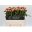 product/img.floraplaza.nl/LPOJALBC50-LIVE_fotos-0xF39C9D5F69188305E54737D8ACEE1FC887128616.jpg