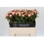 product/img.floraplaza.nl/LPOJANGC5-LIVE_fotos-0x5AF7154ACCF9650429FBFEDDD8A02261FE6DE2E7.jpg