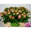 product/img.floraplaza.nl/LPOJANGC5-LIVE_fotos-0x7151FDA11E62425366E182AE6BE3923D0377CCD3.jpg