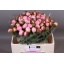 product/img.floraplaza.nl/LPOJANGC5-LIVE_fotos-0xA5264AAFE4472B9649436B08DED88C512F6ACF3A.jpg