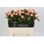 product/img.floraplaza.nl/LPOJANGC5-LIVE_fotos-0xFBA9753C8C980A2A98955E903DB75265C67FCD7B.jpg