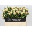 product/img.floraplaza.nl/LPOJANNC5-LIVE_fotos-0xCBD6C282EE0E2C55FD297515243A71DFB0A6DABE.jpg