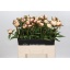 product/img.floraplaza.nl/LPOJANNC6-LIVE_fotos-0x5A320E248CF85AFD4FAF5BA69CFC9FC6F4DB6B72.jpg