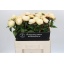 product/img.floraplaza.nl/LPOJANNC6-LIVE_fotos-0x7D927A4BE1ABCC7EA4E3C509D5F0E2C961418DFE.jpg