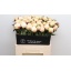 product/img.floraplaza.nl/LPOJANNC6-LIVE_fotos-0xCC3C8A9D2438F1EA2DD391BBF3BE593D8331D704.jpg