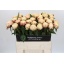 product/img.floraplaza.nl/LPOJANNC6-LIVE_fotos-0xE11A1FF85C51D98DC7D3E75AE3A00700DDE1D811.jpg