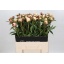 product/img.floraplaza.nl/LPOJANNC6-LIVE_fotos-0xEF1516E0DD6B9487DC431654CDA7382F5AF89237.jpg
