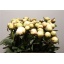 product/img.floraplaza.nl/LPOJBOW5-ASSORTI_fotos-MVA-My Peony - Pioen Bowl of Cream AA.jpg