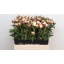 product/img.floraplaza.nl/LPOJBOW6-LIVE_fotos-0x0B24A7370564965D6B9E5517625102C5EAB12C03.jpg