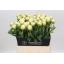 product/img.floraplaza.nl/LPOJBOW6-LIVE_fotos-0x20EC5560251850DB810D8117DDCC80A6C43F2578.jpg