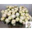 product/img.floraplaza.nl/LPOJBOW6-LIVE_fotos-0x52E19E5DFC942B5DC451D7D583DC0343864232D6.jpg