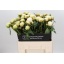 product/img.floraplaza.nl/LPOJBOW6-LIVE_fotos-0x63AFDF00DBA2925537492CE258F4DF7496A61157.jpg