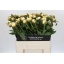 product/img.floraplaza.nl/LPOJBOW6-LIVE_fotos-0x6546A0C97C00E341B0A2F690099BFF9076FE0D0A.jpg