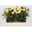 product/img.floraplaza.nl/LPOJBOW6-LIVE_fotos-0x77EDF215DABC0D47F5EF74F41F0EFF7784FF21AB.jpg