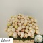 product/img.floraplaza.nl/LPOJBOW6-LIVE_fotos-0xEA58E33485C89AB481FAC347844F0D4535D84693.jpg