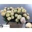 product/img.floraplaza.nl/LPOJBOW6-LIVE_fotos-0xF6E1CC2A1F2155AC3C1A85EC506A5554018FA02D.jpg