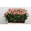 product/img.floraplaza.nl/LPOJCATF5-LIVE_fotos-0x0956F6B0BEE392F1DE468CE281788D17858DEB54.jpg