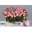 product/img.floraplaza.nl/LPOJCATF5-LIVE_fotos-0x26FABF9443F317DD0CA68D627BEB46C7CCC74DAD.jpg