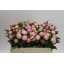 product/img.floraplaza.nl/LPOJCATF5-LIVE_fotos-0xDED46463D35C7452625153BE87D77BB49E0BA758.jpg