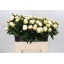 product/img.floraplaza.nl/LPOJCLAT6-LIVE_fotos-0x005D9685AB38BEB4F8828FC056ACE659FFCC60FC.jpg