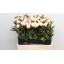 product/img.floraplaza.nl/LPOJCLAT6-LIVE_fotos-0x154B97F7DDBAB3553321013D875B5856052B85A6.jpg