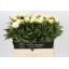 product/img.floraplaza.nl/LPOJCLAT6-LIVE_fotos-0x1A65FF81837DC926A2819392E3885DDFE01F4E02.jpg