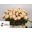 product/img.floraplaza.nl/LPOJCLAT6-LIVE_fotos-0x2C35CAEC1A6F5D59BFDE8BFB2CD17D8B4F503E98.jpg