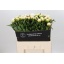 product/img.floraplaza.nl/LPOJCLAT6-LIVE_fotos-0x429E2A2B52B757A4FA3F59928B0AC6F97DE958CC.jpg