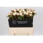 product/img.floraplaza.nl/LPOJCLAT6-LIVE_fotos-0x6C4A580DB0E66CC760DD9E166592EA1FD27472C7.jpg