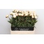 product/img.floraplaza.nl/LPOJCLAT6-LIVE_fotos-0x6FAAA3130856CAD6D9CCBD5413991E69149062A9.jpg