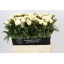 product/img.floraplaza.nl/LPOJCLAT6-LIVE_fotos-0x7587C3610BAB10032068655B739B2524D68BF93F.jpg
