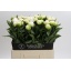 product/img.floraplaza.nl/LPOJCLAT6-LIVE_fotos-0x8E36511CC364F2B37C911AAECD7D26EF48D6EBA3.jpg