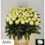 product/img.floraplaza.nl/LPOJCLAT6-LIVE_fotos-0xDD72ADA7F7833285633DFC5ECAF642445C23458F.jpg