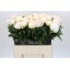 product/img.floraplaza.nl/LPOJCLAT6-LIVE_fotos-0xFAB99003169B8E227F02C6D39E2A6757164F2FD5.jpg