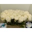 product/img.floraplaza.nl/LPOJCLAT6-LIVE_fotos-0xFD1963F117711B43644F414917DAACFBE76906BF.jpg