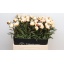 product/img.floraplaza.nl/LPOJCLAT6-LIVE_fotos-0xFDC9D4CA92CEF30D2DF17097268CEFBB76D481F9.jpg