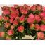 product/img.floraplaza.nl/LPOJCORS-LIVE_fotos-0xBB11CCCA0FFB54F9591D4AF43CB0D401A3E59B77.jpg
