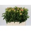 product/img.floraplaza.nl/LPOJCORS6-LIVE_fotos-0x05BD9CBB0297A49C9D0DC67185519F531F1A02BA.jpg