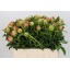 product/img.floraplaza.nl/LPOJCORS6-LIVE_fotos-0x11F16F8EE87ECA582332CF1D6CD662E461E9013B.jpg