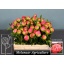 product/img.floraplaza.nl/LPOJCORS6-LIVE_fotos-0x23D012882F9897F625EF548DF17FC9EE8466C998.jpg