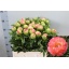 product/img.floraplaza.nl/LPOJCORS6-LIVE_fotos-0x99A702248C111ECD06FE1313A9F82F3C48E4494A.jpg