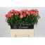 product/img.floraplaza.nl/LPOJCORS6-LIVE_fotos-0xB073901BB69FB318247114AD94663B88E4DB4CBE.jpg