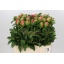 product/img.floraplaza.nl/LPOJCORS6-LIVE_fotos-0xB8212145AFFBFEA48D389CBD025ABB96BE1C2A3A.jpg