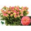 product/img.floraplaza.nl/LPOJCORS6-LIVE_fotos-0xD06C568ADC6D27D1672FE3D91EB66B8BC185D3A1.jpg