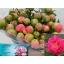 product/img.floraplaza.nl/LPOJCORS6-LIVE_fotos-0xD25B30EB71FEBE98A33A292BBFA56D571D36D2E0.jpg