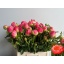 product/img.floraplaza.nl/LPOJCORS6-LIVE_fotos-0xFD1EF9938EE86A5011F3ACA80BEA1DC4DD6F40C7.jpg