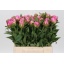 product/img.floraplaza.nl/LPOJDRALF4-LIVE_fotos-0x4292F97E52FB9DC827E25C49C3C3298502D627D1.jpg